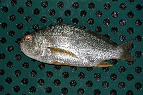 Kortkop-ombervis (Larimus breviceps) — Sciaenidae
