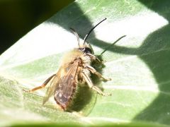 Andrena haemorrhoa