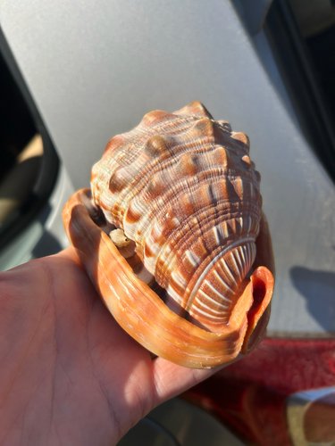 Cypraecassis rufa, 2026-05-31
