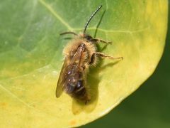 Andrena dorsata