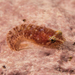Pink Clingfish - Photo (c) ryan_slattery, some rights reserved (CC BY-NC), uploaded by ryan_slattery