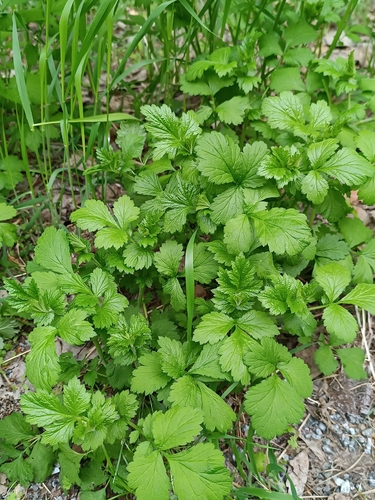 Wood Avens
