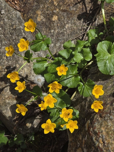 marsh marigold