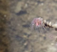 Ectopleura crocea