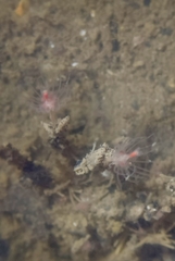 Ectopleura crocea