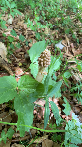 bird's-nest orchid