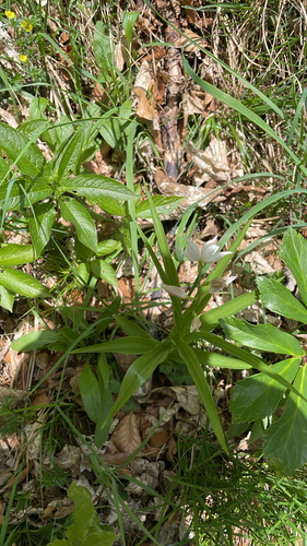 Narrow-leaved Helleborine
