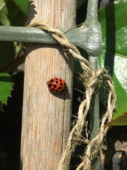 Harmonia axyridis