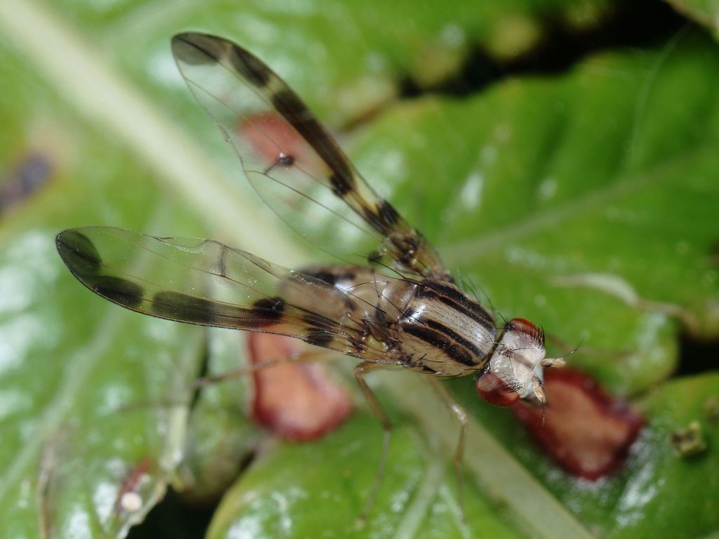 Drosophila pilipa