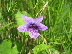 Viola kamtschadalorum