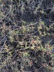 Suaeda arbusculoides