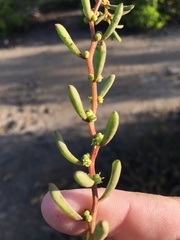 Suaeda arbusculoides