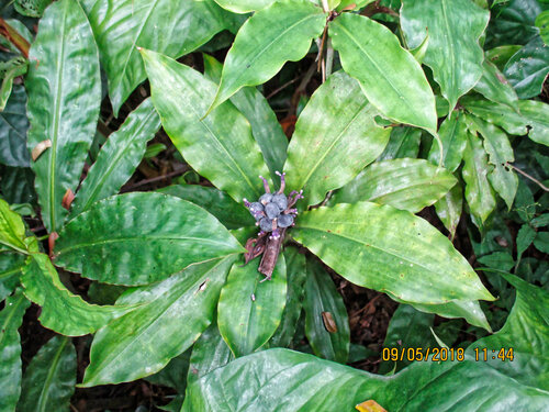 Palisota ambigua