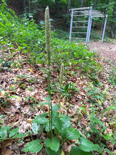 Spiked rampion