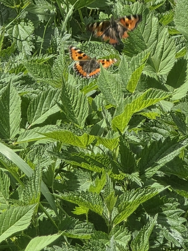 Small Tortoiseshell