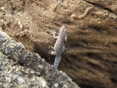Phyllodactylus tuberculosus