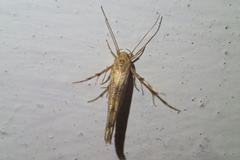 Stathmopoda plumbiflua