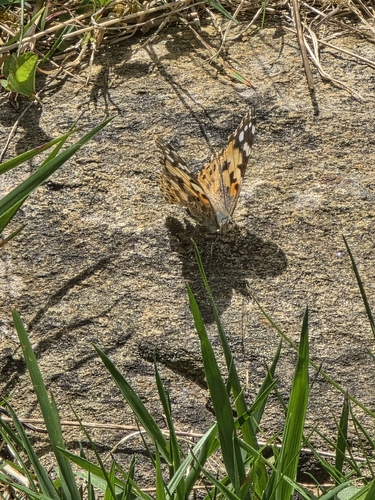 Painted Lady