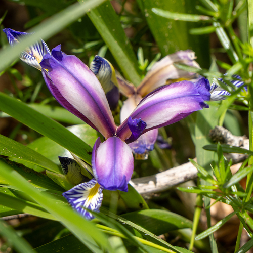 Iris graminea, photograph 5