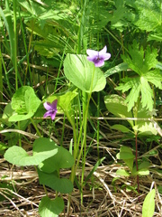 Viola kamtschadalorum