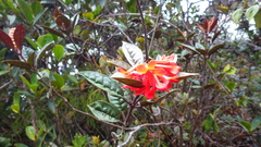 Rhododendron rugosum