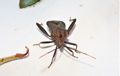 Mictis caja