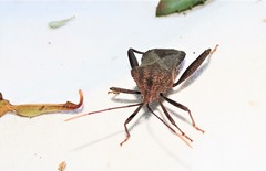 Mictis caja