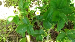 Fragaria vesca