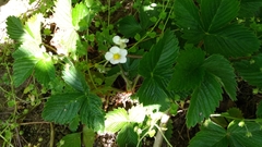Fragaria vesca