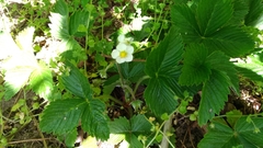 Fragaria vesca