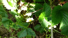 Fragaria vesca