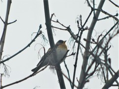 Fringilla montifringilla