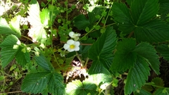 Fragaria vesca
