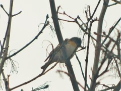 Fringilla montifringilla