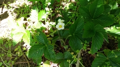 Fragaria vesca