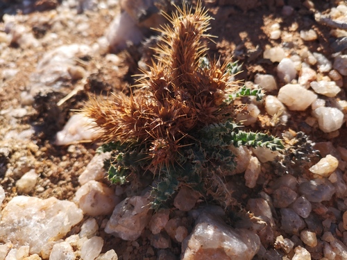 Silky Spikeviolet (Acanthopsis villosa)