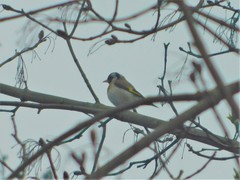Carduelis carduelis
