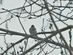 Carduelis carduelis
