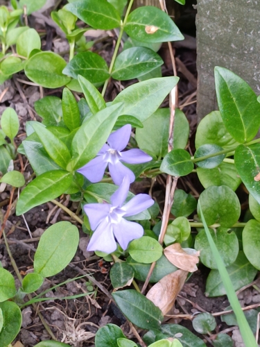 lesser periwinkle