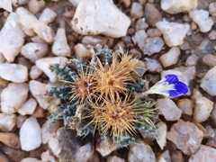 Acanthopsis villosa