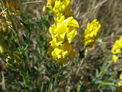 Crotalaria globifera