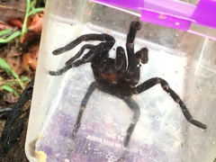 Phormictopus cancerides