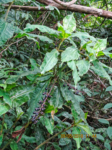 Palisota hirsuta