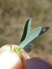 Crotalaria globifera