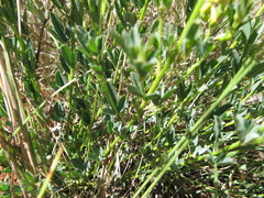 Crotalaria globifera