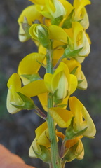 Crotalaria globifera