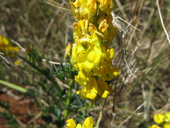 Crotalaria globifera