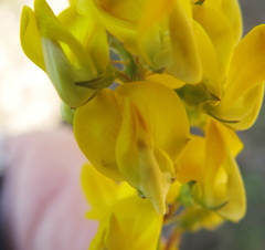 Crotalaria globifera