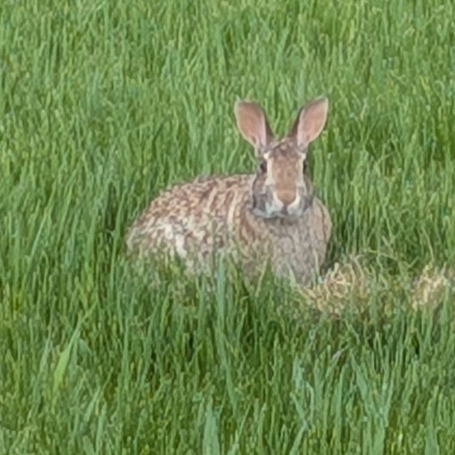 Eastern Cottontail