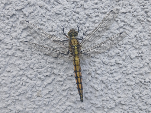 Black-tailed Skimmer